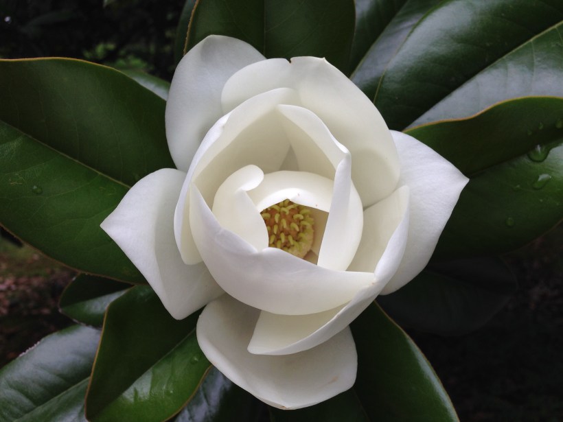 Magnolia